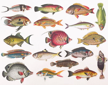 Fusing Decal colorful Fish #1